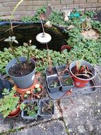 Eigen kweeksel in potjes, Tuin en Terras, Ophalen, Tuin