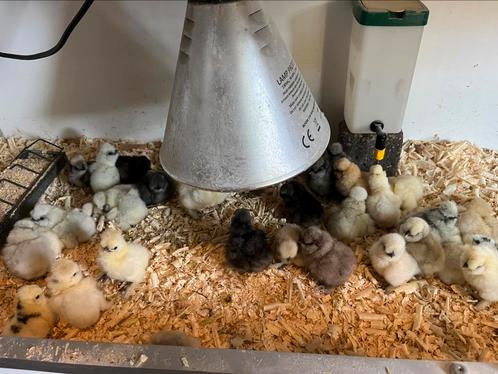 Usa zijdehoen kuikens cloaca gesekst en ingeent, Dieren en Toebehoren, Pluimvee, Kip, Vrouwelijk