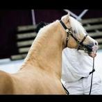 #HorseCare Palomino Dekhengsten