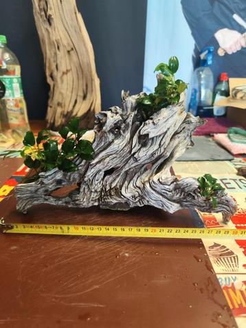 Aquarium hout mopani met Anubias en mos. Kienhout.  beschikbaar voor biedingen