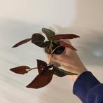 Syngonium red arrow, Huis en Inrichting, Kamerplanten, Ophalen of Verzenden, Volle zon, Minder dan 100 cm