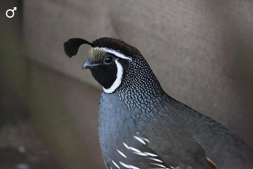 Californische kuifkwartel, Dieren en Toebehoren, Pluimvee, Overige soorten, Meerdere dieren