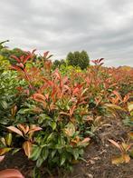Photinia red robin (glansmispel), Ophalen