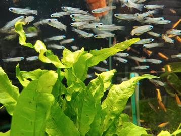 Hobbyaquarium Afrikaans blauwoogje  beschikbaar voor biedingen