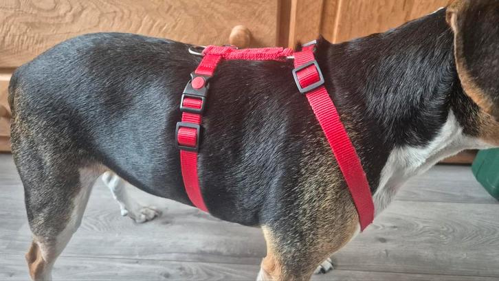 Beeztees honden Y tuig rood, Dieren en Toebehoren, Hondenhalsbanden en Penningen, Zo goed als nieuw, Ophalen of Verzenden
