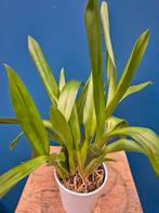 Orchidee Brassia Summer Dream p12, Huis en Inrichting, Kamerplanten, Ophalen of Verzenden, Halfschaduw, Minder dan 100 cm