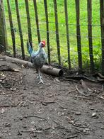 Chaams hoen haan, Dieren en Toebehoren, Pluimvee, Mannelijk, Kip