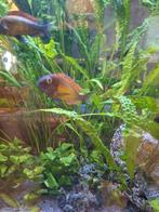 Groep tanganyika cichliden: tropheus en petrochromis, Dieren en Toebehoren, Vis, Zoetwatervis, Schoolvis