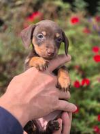 Prachtige mooie teckel x jack russel pups choco cream black, 8 tot 15 weken, Dwerg, Meerdere, Meerdere dieren