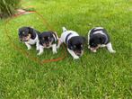 Te koop Jack Russel terrier, Dieren en Toebehoren, Honden | Jack Russells en Terriërs, Jack Russell Terriër, CDV (hondenziekte)