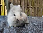 Teddy leeuwenkop rammetje rhon marmer, Dieren en Toebehoren, Konijnen, Mannelijk, Dwerg, 0 tot 2 jaar