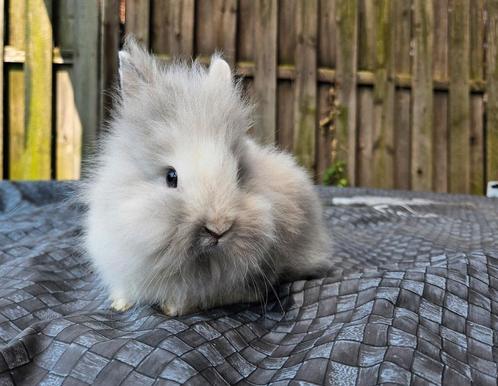 Teddy leeuwenkop rammetje rhon marmer, Dieren en Toebehoren, Konijnen, Dwerg, Mannelijk, 0 tot 2 jaar
