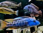 Tyrannochromis nigriventer 15-18 cm
malawi cichliden, Dieren en Toebehoren, Vis, Zoetwatervis, Schoolvis