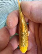 Kwaliteit koi: Golden ginrin, chagoi, soragoi, ginrin chagoi, Karper of Koi