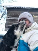 Husky Tornado, adoptiehond,shelterdog, Particulier, Rabiës (hondsdolheid), Reu, Buitenland