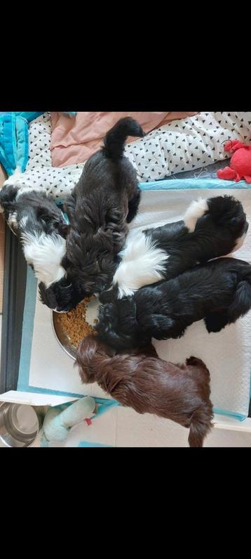 !Raszuivere shih tzu pups.1 teefje 4 reutjes  beschikbaar voor biedingen