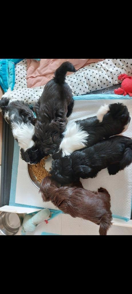 !Raszuivere shih tzu pups.1 teefje 4 reutjes, Dieren en Toebehoren, Honden | Chihuahua's en Gezelschapshonden, Meerdere dieren