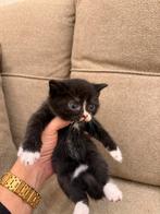 Brits kort haar moeder brits vader is Europees, Poes