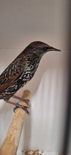 Tk  1-2 Europese spreeuwen onverwant en correct geringd, Meerdere dieren, Wildzangvogel, Geringd