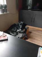 wij zij op zoek naar broertjes en zusjes  van onze hond, Dieren en Toebehoren, Ophalen of Verzenden, Zo goed als nieuw