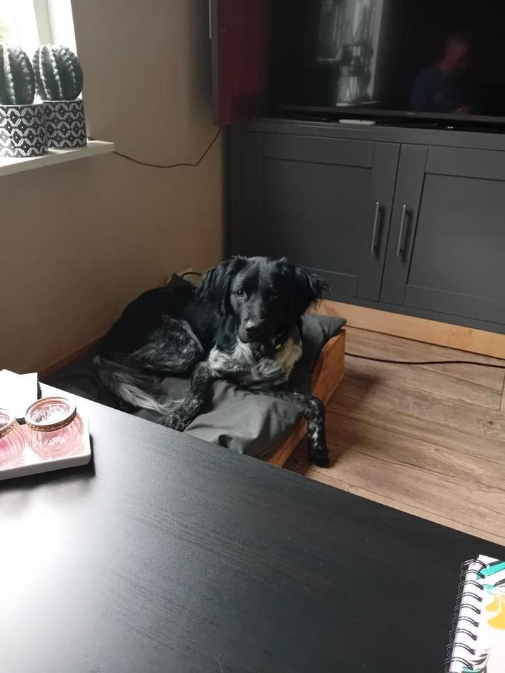 wij zij op zoek naar broertjes en zusjes  van onze hond, Dieren en Toebehoren, Honden-accessoires, Zo goed als nieuw, Ophalen of Verzenden