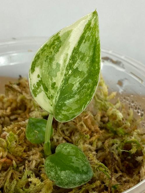 Scindapsus Mayari Variegata #1, Huis en Inrichting, Kamerplanten, Overige soorten, Minder dan 100 cm, Ophalen of Verzenden