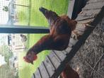 2 jonge hanen, rhode island, Dieren en Toebehoren, Mannelijk