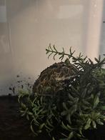 Pacman kikker, Dieren en Toebehoren, Reptielen en Amfibieën, Amfibie, 0 tot 2 jaar