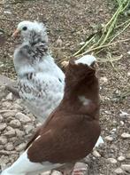 sierduiven, Meerdere dieren, Wildzangvogel, Tam