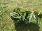 kamerplanten Maranta Tricolor, Ophalen, Overige soorten, Halfschaduw, In pot