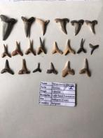 Haaientanden set uit Balegem (Belgie), Verzamelen, Mineralen en Fossielen, Ophalen of Verzenden, Fossiel