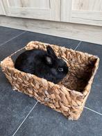 Vrouwtjes konijn, Ophalen of Verzenden, Zo goed als nieuw