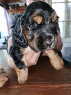 Engelse cocker spaniels Black and tan., Dieren en Toebehoren, Honden | Retrievers, Spaniëls en Waterhonden, CDV (hondenziekte)