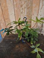 Philodendron "WOONWINKEL RUSTIEK ", Ophalen, Overige soorten, Minder dan 100 cm