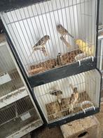 Diverse Harlekijn kanaries, Dieren en Toebehoren, Vogels | Kanaries, Meerdere dieren, Kleurkanarie