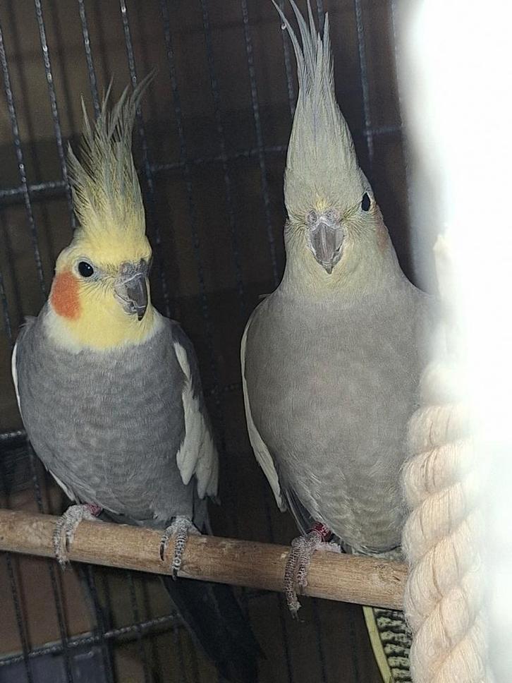 Koppel valkparkieten met voliere, Dieren en Toebehoren, Vogels | Parkieten en Papegaaien, Parkiet, Meerdere dieren