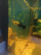 Molly, Dieren en Toebehoren, Vis