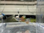 UNIEK: Red Grass Guppen – Zuivere Lijn, Dieren en Toebehoren, Vissen | Aquariumvissen, Vis
