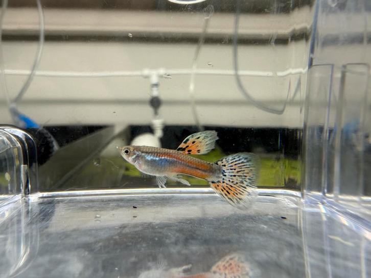 UNIEK: Red Grass Guppen – Zuivere Lijn, Dieren en Toebehoren, Vissen | Aquariumvissen, Vis