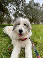 Ter adoptie: Ringa, Dieren en Toebehoren, Honden | Niet-rashonden, Particulier, Rabiës (hondsdolheid), Teef, Middel
