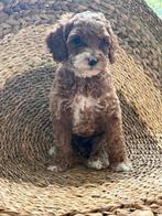Knappe Australian Labradoodle puppy's, Dieren en Toebehoren, Honden | Retrievers, Spaniëls en Waterhonden, Overige rassen, 8 tot 15 weken