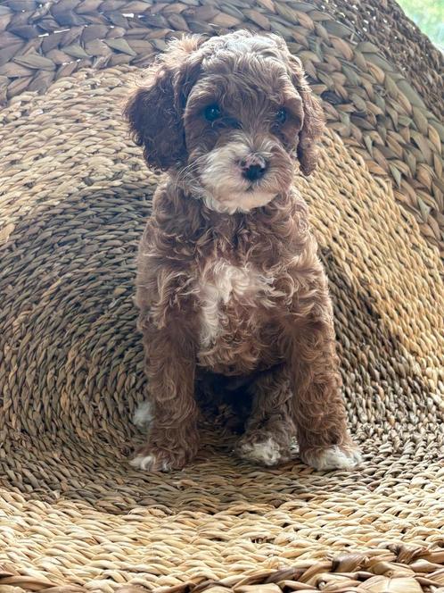Knappe Australian Labradoodle puppy's, Dieren en Toebehoren, Honden | Retrievers, Spaniëls en Waterhonden, Meerdere dieren, Overige rassen