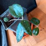 hoya verticillata black margin stek nr 3-15, Ophalen of Verzenden, Overige soorten, Minder dan 100 cm