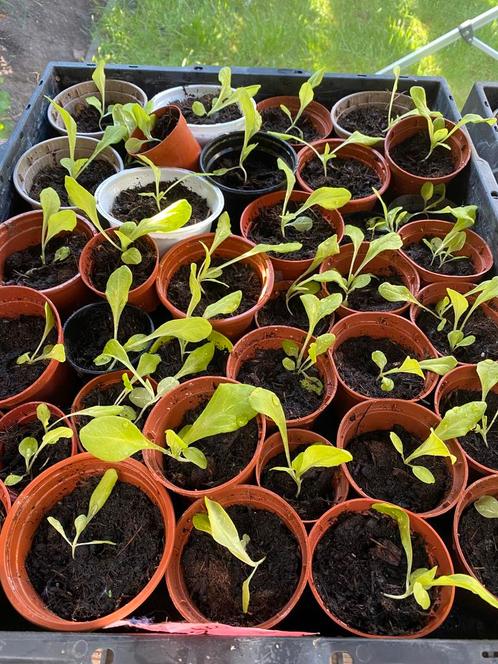 Sla planten – Gezond en vers uit eigen opkweek, Tuin en Terras, Planten | Tuinplanten, Eenjarig, Groenteplanten, Volle zon, Zomer