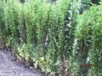 75 Ligustrum ovalifolium en andere partijen wortelgoed, Tuin en Terras, Overige soorten, Vaste plant, Ophalen of Verzenden, Halfschaduw