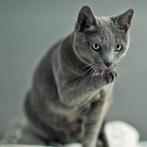 GEZOCHT: Blauwe Rus, welkom in liefdevol gezin (augustus), Dieren en Toebehoren, Katten en Kittens | Raskatten | Korthaar, Poes