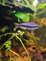4x gratis keizertetra blauw., Dieren en Toebehoren, Vissen | Aquariumvissen
