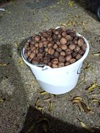 Verse walnoten, Ophalen