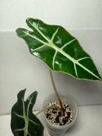 Alocasia Amazonica (3), Huis en Inrichting, Kamerplanten, Ophalen of Verzenden, Halfschaduw, Minder dan 100 cm