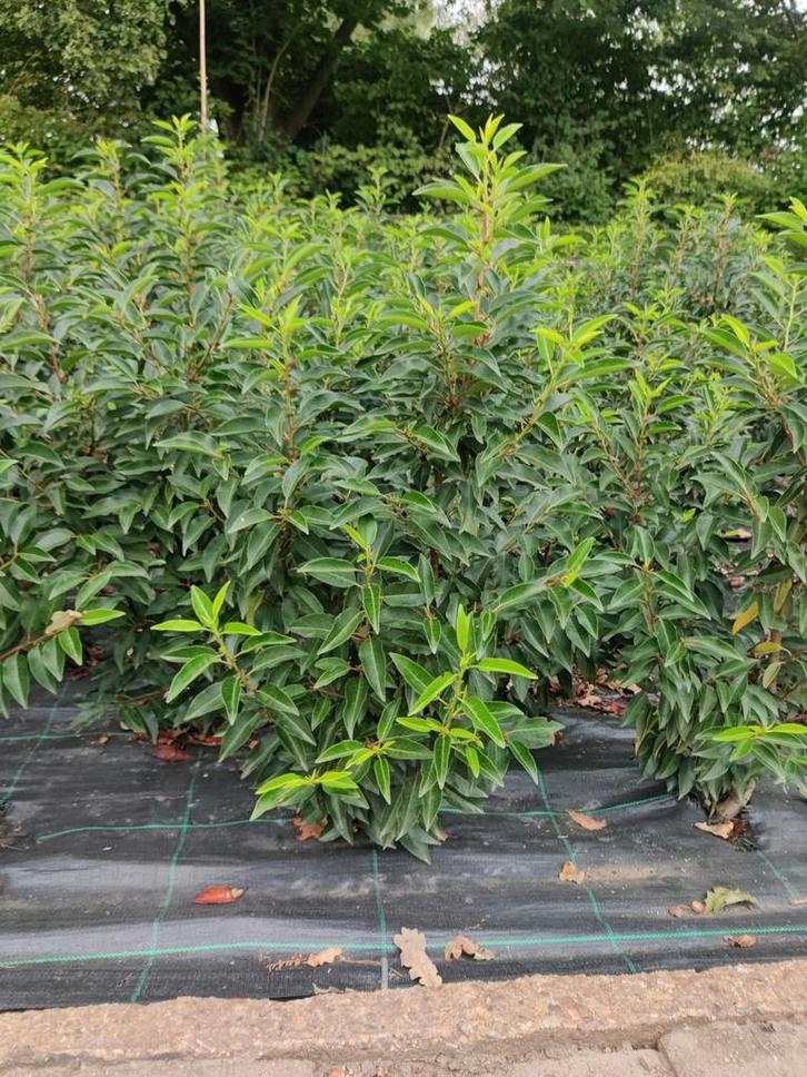 Portugese laurier (Prunus lusitanica 'Angustifolia'), Tuin en Terras, Planten | Struiken en Hagen, Overige soorten, Minder dan 100 cm